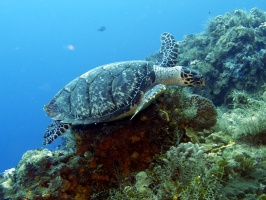 IMG 2839 Hawksbill Turtle